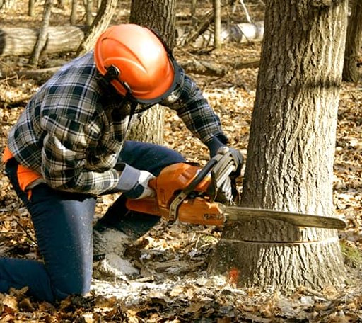 Tree Removal in Marinette, WI